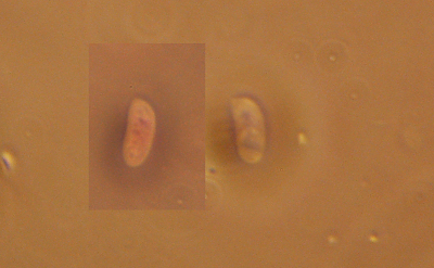 Forse Skeletocutis nivea? - foto 0869 (Coriolopsis gallica)